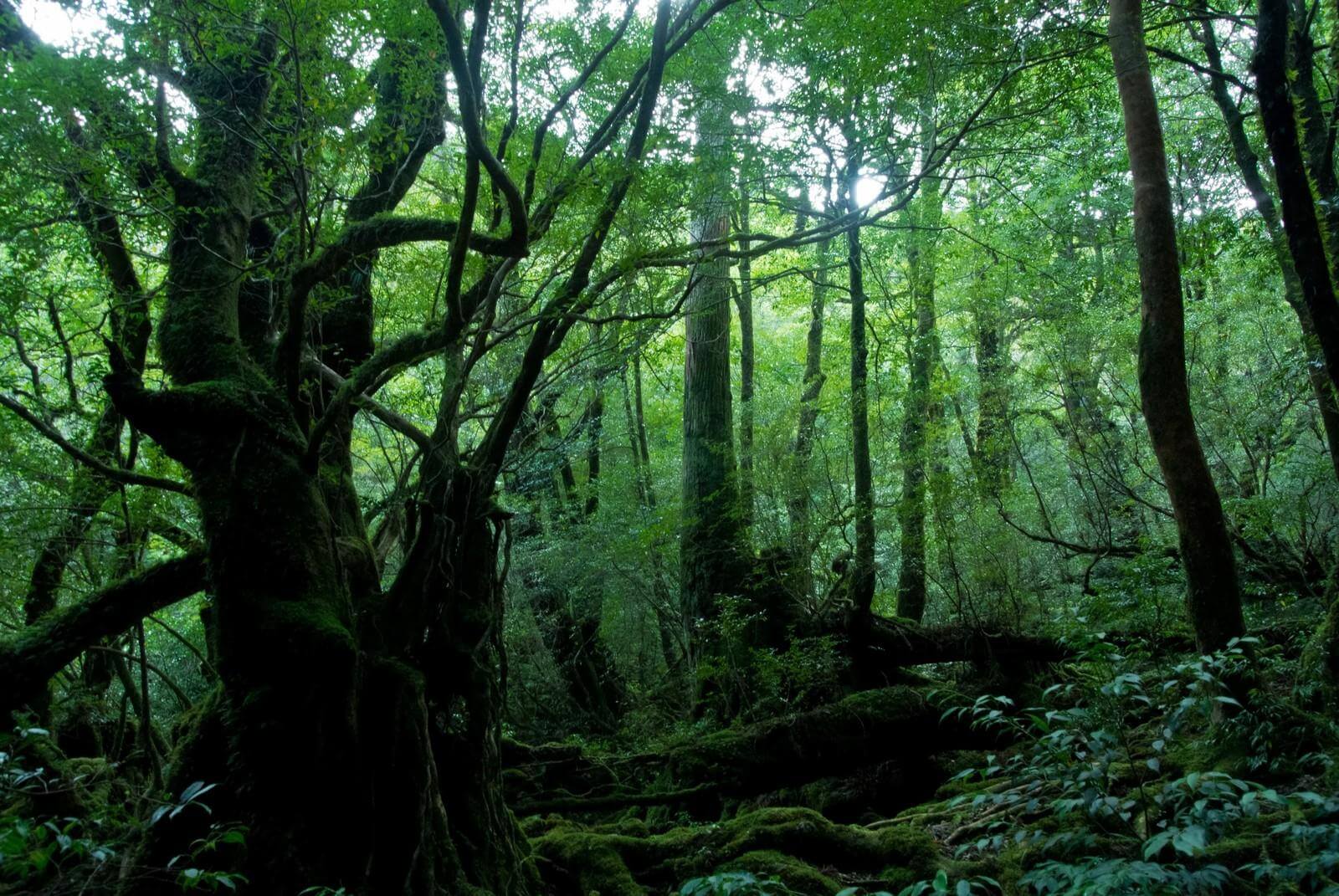 屋久島（鹿児島県）