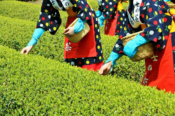 茶摘み体験