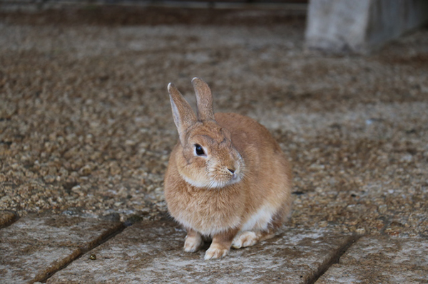 月うさぎの里