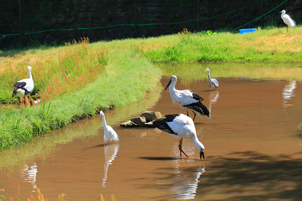 コウノトリの郷公園