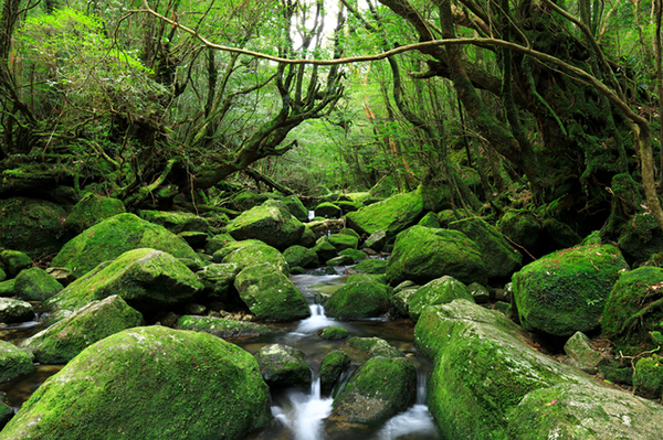縄文杉