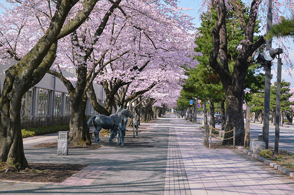 十和田市現代美術館