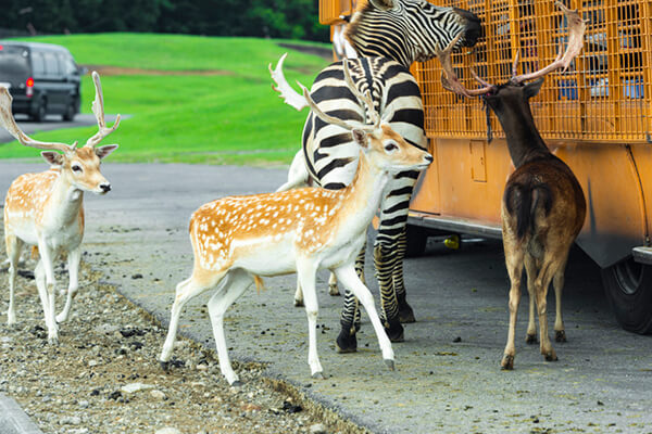 九州自然動物公園 アフリカンサファリ