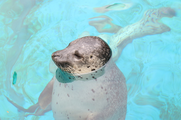 男鹿水族館GAO